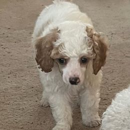 Poodle Puppies from Eagleridge Mini Poodles