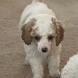 Poodle Puppies from Eagleridge Mini Poodles