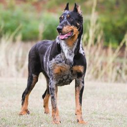 Sonja - Beauceron