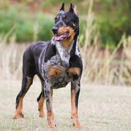 Sonja - Beauceron