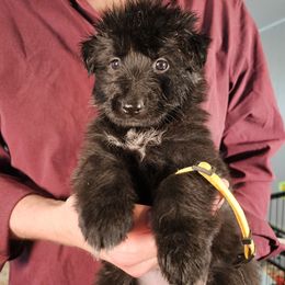 Solace (Yellow collar) - Black female German Shepherd puppy in Columbus, Indiana from Stony Lonesome GSD