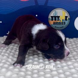 Braun - Red tri-color male Australian Shepherd puppy in Tucson, Arizona from TTTNT Aussies