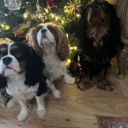 Krystal - Cavalier King Charles Spaniel