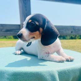 Lily - Black and tan female Dachshund puppy in Stilwell, Oklahoma from MB’s Dachshunds