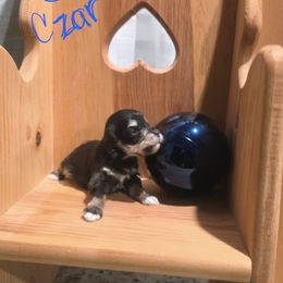 Czar - Liver male Miniature Schnauzer puppy in Charleston, South Carolina from The Miniature Life