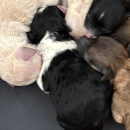 Pumpkin - Black and white male Companion Cross puppy in Albany, New York from CocoPuff Breeders