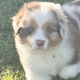Boy 1 - Red merle male Australian Shepherd puppy in Port Orange, Florida from Steadfast Australian Shepherds