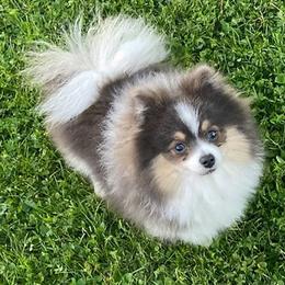 Stormi - Pomeranian