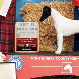 Smooth Fox Terriers from SpringHill Smooth Fox Terriers