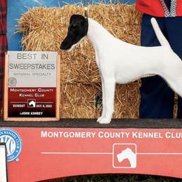 Smooth Fox Terriers from SpringHill Smooth Fox Terriers
