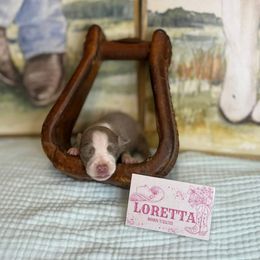 Loretta Lynn - Fawn white and tan female Rat Terrier puppy in Cushing, Oklahoma from Northwoods Rat Terriers