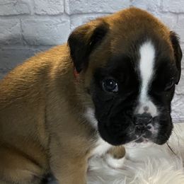 Boxer Puppies from Primo Amore Boxers