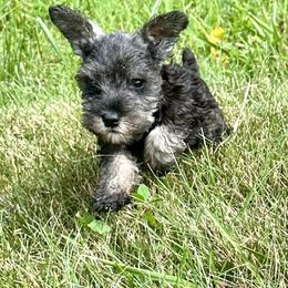 Boxers and Miniature Schnauzers from Williams Pups