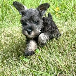 Boxers and Miniature Schnauzers from Williams Pups