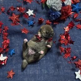 Cali - Sesame female Shiba Inu puppy in Tamarac, Florida from The Queen of Shibas