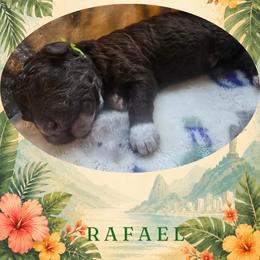 Boy 5 - male Lagotto Romagnolo puppy in Salida, California from Harper's Lagotti