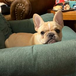 Cream - Cream male French Bulldog puppy in Amory, Mississippi from Brickyard Bulldogs