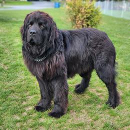 Moo-Moo - Newfoundland