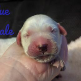 Golden Retriever Puppies from Heckmans English Cream Golden Retrievers