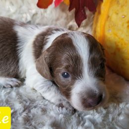 Isabella female 1 - Piebald female Dachshund puppy in Centuria, Wisconsin from Petite FurryTails
