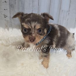 Macadamia - Merle male Chihuahua puppy in Bowdon, Georgia from Paschal's Pups