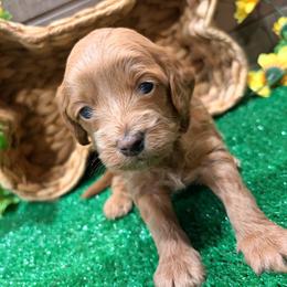 Rex (blue collar - Red male Cockapoo puppy in Atco, New Jersey from Flannery’s lucky puppies 🍀
