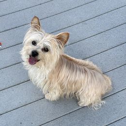 Mr. Butterscotch - Yorkshire Terrier
