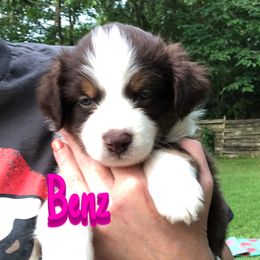 Miniature Australian Shepherd Puppies from 7UL Mini Aussies