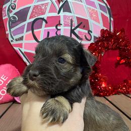 Beaux - Liver male Miniature Schnauzer puppy in Lufkin, Texas from C&K’s Schnauzer House