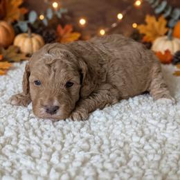 Camper - Red male Cavapoo puppy in Sparta, Missouri from Sis' Doodles & Poodles