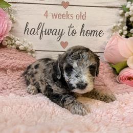 Jess - Merle female Goldendoodle puppy in North Branch, Michigan from Graceful Miniature Goldendoodles