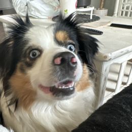 Ellis - Miniature American Shepherd