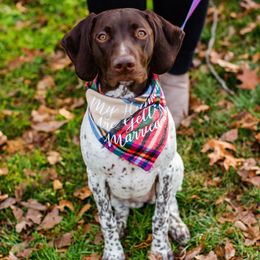 Ember - German Shorthaired Pointer