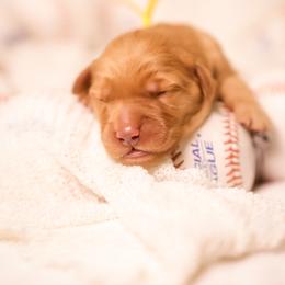Gardi - Dark golden male Golden Retriever puppy in Idaho Falls, Idaho from Brinton Goldens