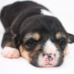 Sonic - Black and tan male Pembroke Welsh Corgi puppy in San Antonio, Texas from Moxxi's Legacy Corgis