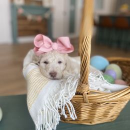Goldendoodle Puppies from Lakeside Doodles MN