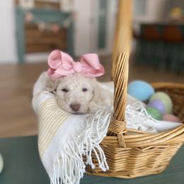 Goldendoodle Puppies from Lakeside Doodles MN