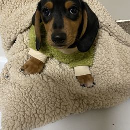 Dachshund Puppies from Yellowstone Dachshunds