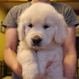 Orange Collar Boy - Light golden male Golden Retriever puppy in Gunnison, Utah from The Golden Virtues
