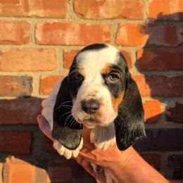 Charlie - Black and white male Basset Hound puppy in Bellaire, Ohio from Blessed Bassets