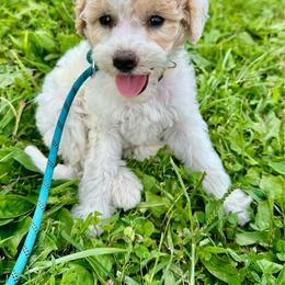 Boy 2 - Cream male Aussiedoodle puppy in Hillsboro, Illinois from Perfect Paws Puppies