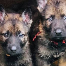 German Shepherds from Off The Hook Kennels