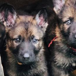 German Shepherds from Off The Hook Kennels