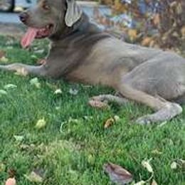 Basset Hound and Labrador Retriever Puppies from Porter Kennels