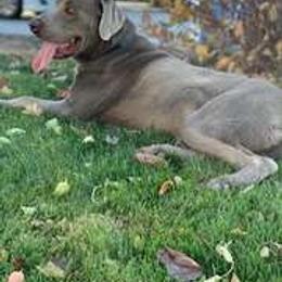 Basset Hound and Labrador Retriever Puppies from Porter Kennels