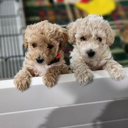 Cavapoo, Goldendoodle, Poodle, and Shihpoo Puppies from Sugarland's Texas Goldendoodles