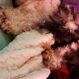 Miniature Schnauzer Puppies from Mountain View Schnauzers