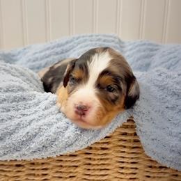 Sterling - Merle male Cavapoo puppy in Knoxville, Tennessee from Duke’s Forever Doodles