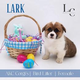 Lark - Sable female Pembroke Welsh Corgi puppy in Pine Village, Indiana from NL Horsemanship