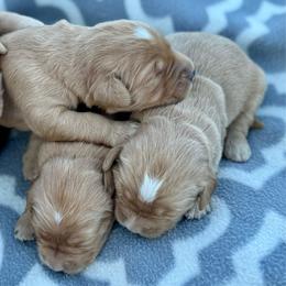 Girl 3 - Dark golden female Golden Retriever puppy in Tonasket, Washington from Denzil’s Goldens